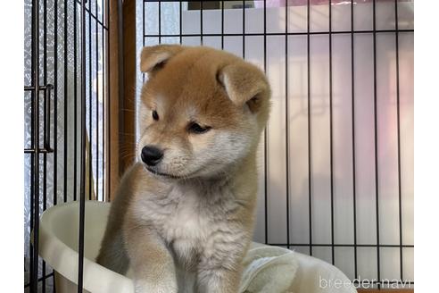 成約済の岡山県の柴犬-156761の3枚目