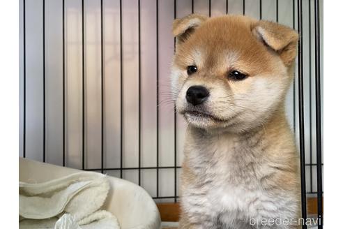 成約済の岡山県の柴犬-156761の2枚目