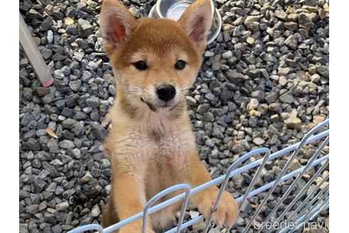 成約済の岡山県の柴犬-156763