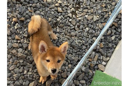 成約済の岡山県の柴犬-156763の4枚目