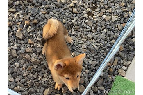 成約済の岡山県の柴犬-156763の3枚目
