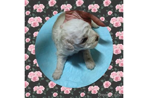 成約済の三重県のビションフリーゼ-156813の3枚目