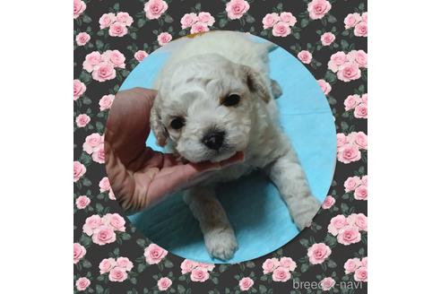 成約済の三重県のビションフリーゼ-156813の4枚目