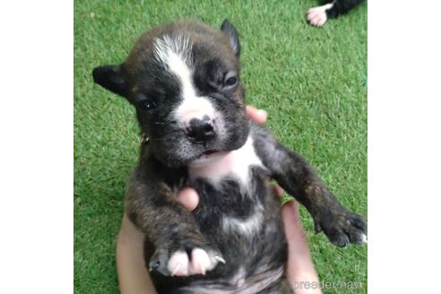 成約済の沖縄県のミックス犬-155756の17枚目