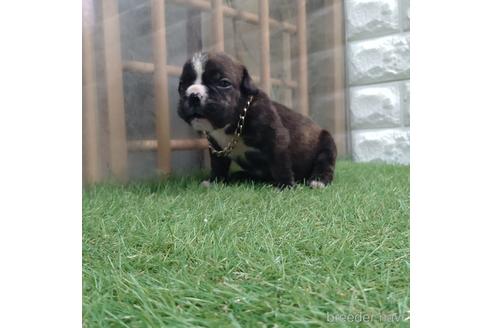 成約済の沖縄県のミックス犬-155756の16枚目