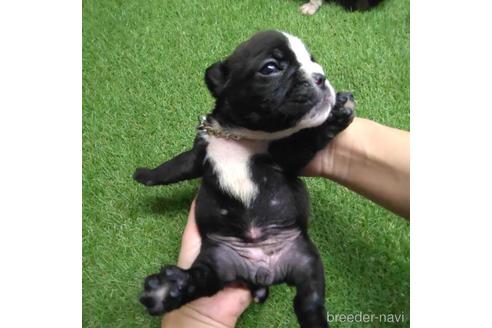 成約済の沖縄県のミックス犬-155759の23枚目