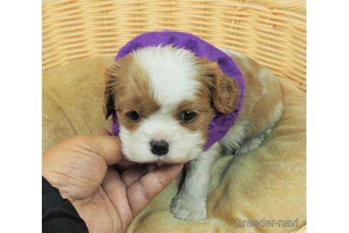 成約済の埼玉県のキャバリアキングチャールズスパニエル-156848の1枚目