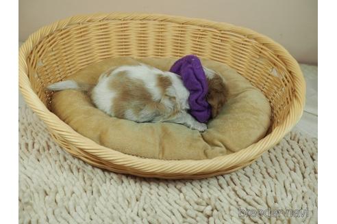 成約済の埼玉県のキャバリアキングチャールズスパニエル-156848の5枚目