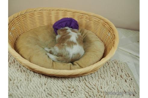 成約済の埼玉県のキャバリアキングチャールズスパニエル-156848の3枚目