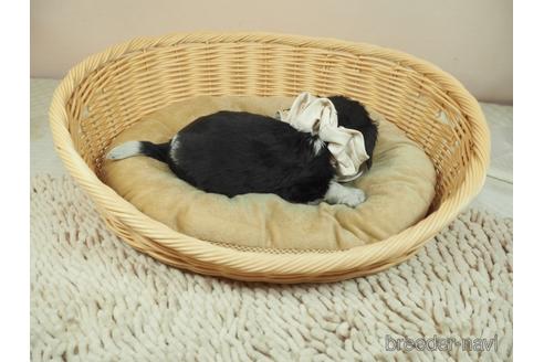 成約済の埼玉県のキャバリアキングチャールズスパニエル-156851の5枚目