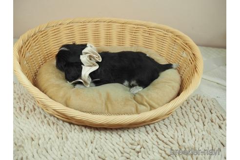 成約済の埼玉県のキャバリアキングチャールズスパニエル-156851の4枚目