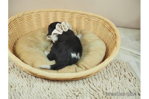 成約済の埼玉県のキャバリアキングチャールズスパニエル-156851の3枚目