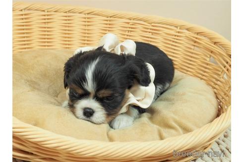 成約済の埼玉県のキャバリアキングチャールズスパニエル-156851の2枚目
