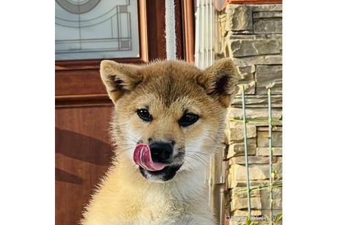 成約済の三重県の柴犬-156852