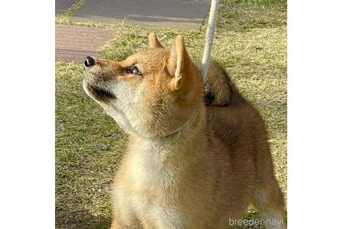 成約済の三重県の柴犬-156852の5枚目