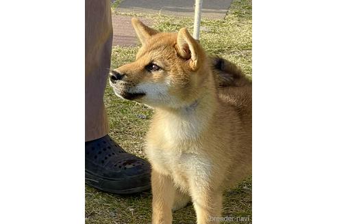 成約済の三重県の柴犬-156852の4枚目