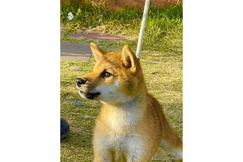 成約済の三重県の柴犬-156852の3枚目