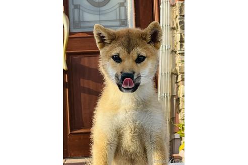 成約済の三重県の柴犬-156852の2枚目