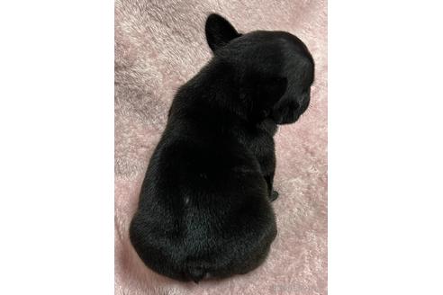 成約済の香川県のフレンチブルドッグ-156857の4枚目