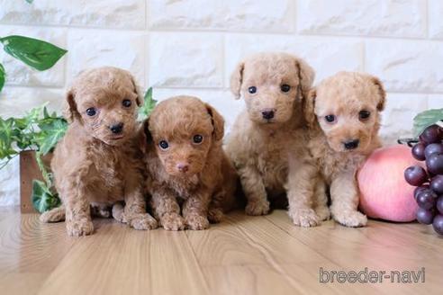 成約済の滋賀県のトイプードル-156874の5枚目