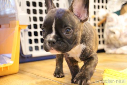 成約済の愛知県のフレンチブルドッグ-150376の11枚目