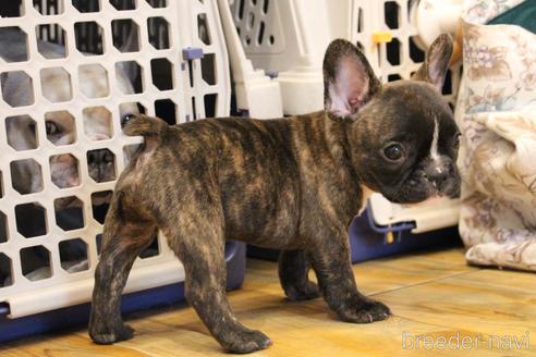 成約済の愛知県のフレンチブルドッグ-150376の10枚目