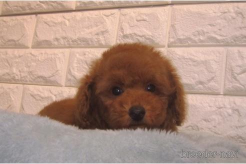 成約済の茨城県のトイプードル-156877の5枚目