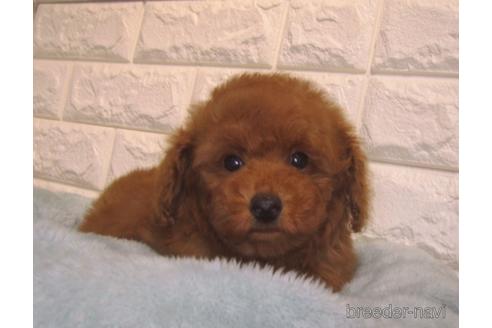 成約済の茨城県のトイプードル-156877の1枚目