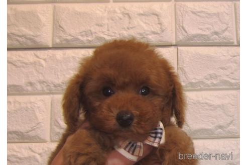 成約済の茨城県のトイプードル-156877の4枚目