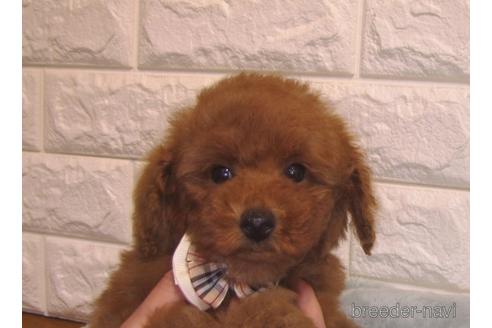 成約済の茨城県のトイプードル-156877の3枚目