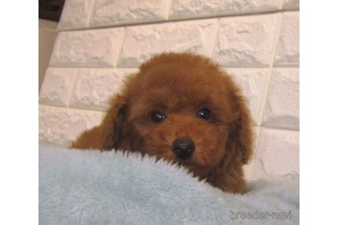 成約済の茨城県のトイプードル-156877の2枚目