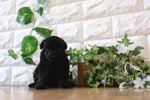 成約済の滋賀県のトイプードル-156885の1枚目