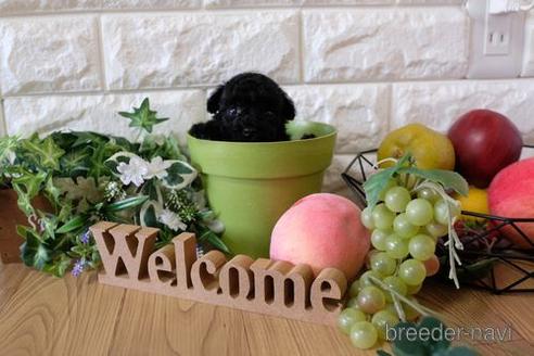 成約済の滋賀県のトイプードル-156885の3枚目