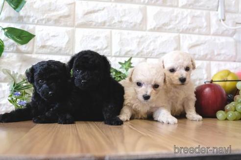 成約済の滋賀県のトイプードル-156885の2枚目