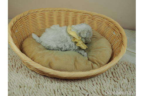 成約済の埼玉県のマルチーズ-155830の5枚目