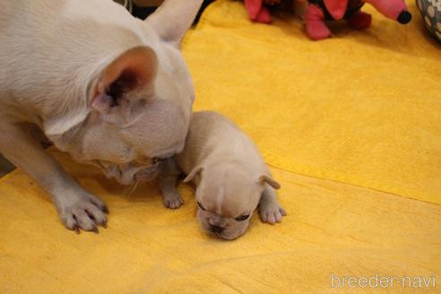 成約済の愛知県のフレンチブルドッグ-154757の11枚目