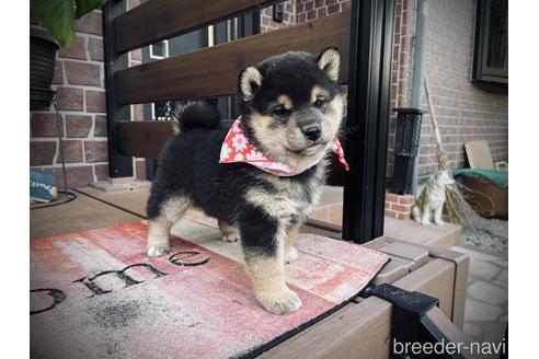 成約済の埼玉県の柴犬-155972の1枚目