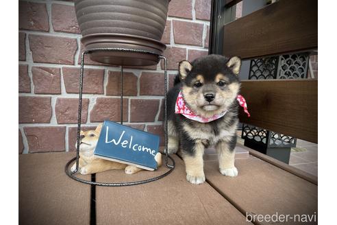 成約済の埼玉県の柴犬-155972の3枚目