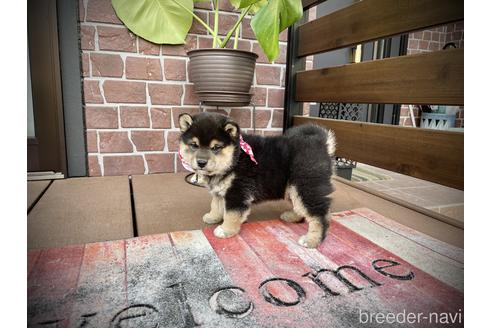 成約済の埼玉県の柴犬-155972の2枚目