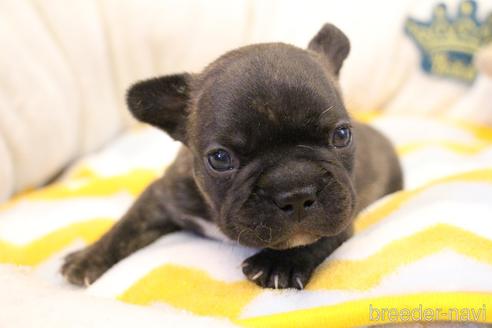 成約済の愛知県のフレンチブルドッグ-154756の14枚目