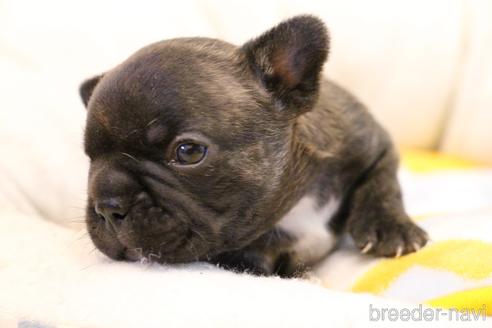 成約済の愛知県のフレンチブルドッグ-154756の13枚目