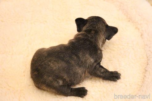 成約済の愛知県のフレンチブルドッグ-154756の12枚目