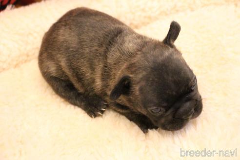 成約済の愛知県のフレンチブルドッグ-154756の11枚目