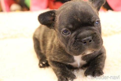 成約済の愛知県のフレンチブルドッグ-154756の10枚目