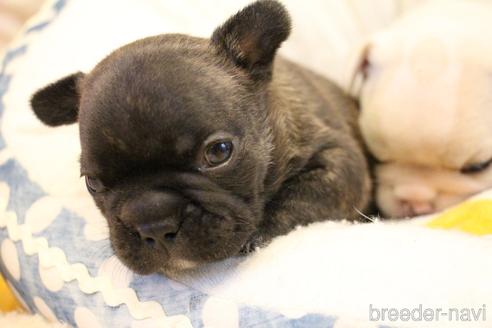 成約済の愛知県のフレンチブルドッグ-154756の9枚目