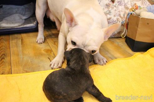 成約済の愛知県のフレンチブルドッグ-154756の8枚目