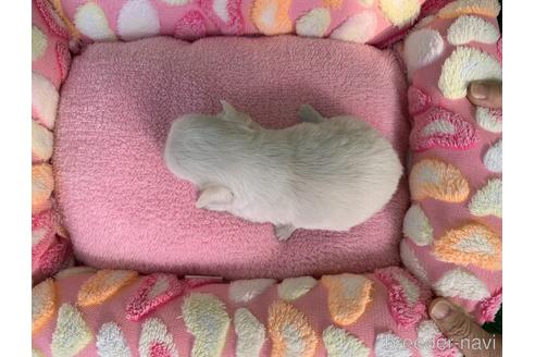 成約済の福岡県のチワワ(ロングコート)-156900の3枚目