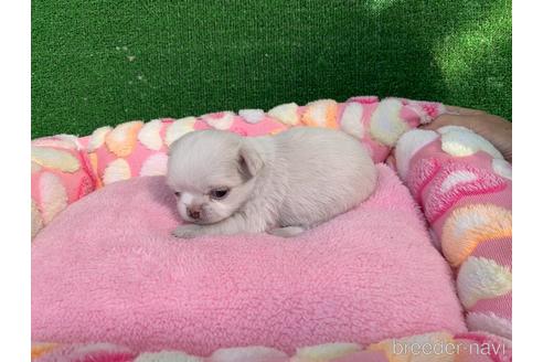 成約済の福岡県のチワワ(ロングコート)-156900の2枚目