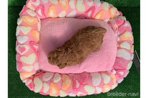 成約済の福岡県のタイニープードル-156903の3枚目