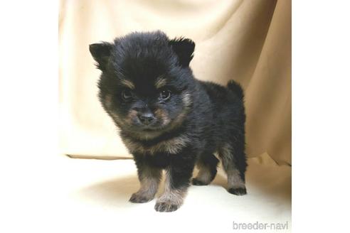 成約済の茨城県のミックス犬-154699の10枚目